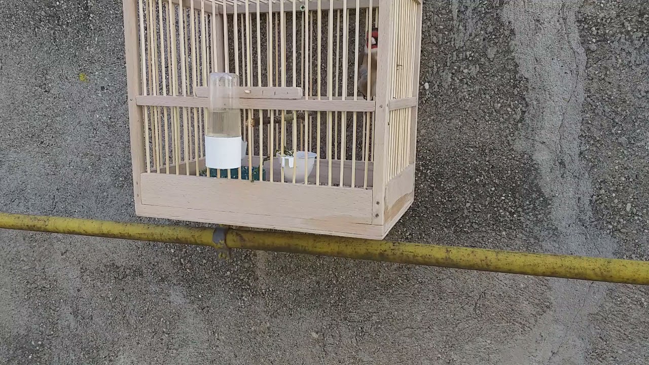 Cantec de sticlete 11 aprilie 2021(2)