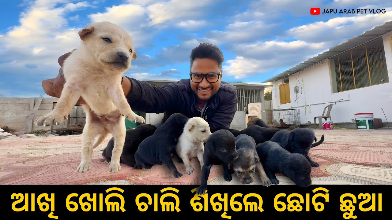 ଆଖି ଖୋଲି ଚାଲି ଶିଖିଲେ ଛୋଟି ଛୁଆ😍|| LABRADOR DOG || PİTBULL DOG || ROTTWEILER DOG || 