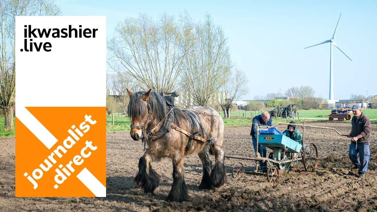 Aardappelen poten met Belgisch trekpaard Flora en Andreas Van Geyte van Stal van 't Hof te Moerzeke