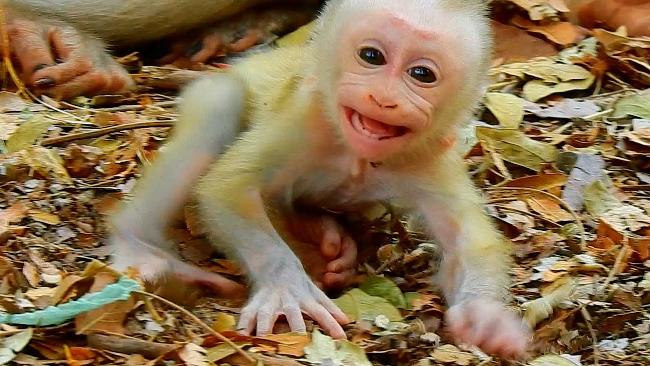Baby monkey Lucie angry mom Luna