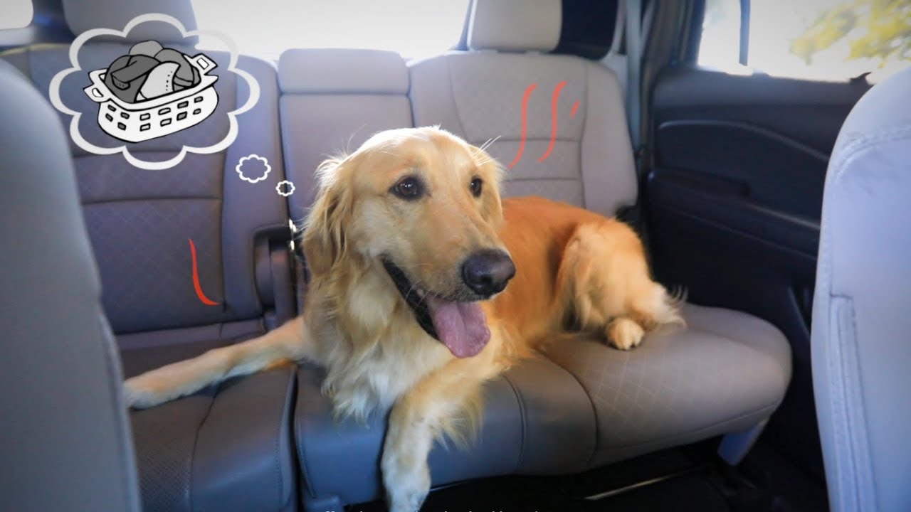 Designed for Dogs: Honda SUVs, Minivan and Trucks