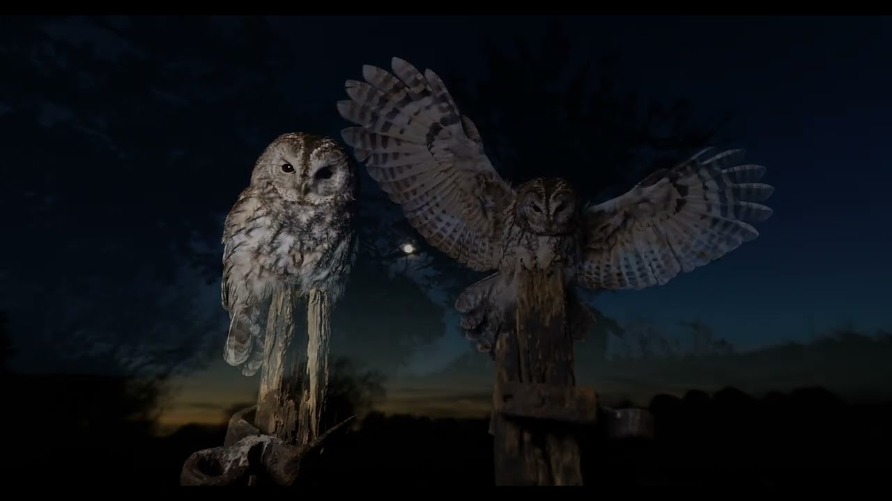 Captive Tawny Owl Workshop