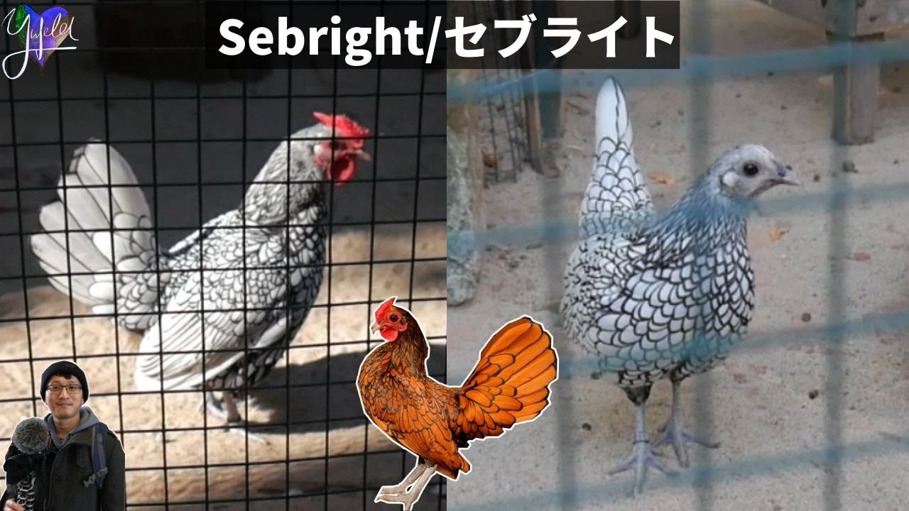Sebright : Gold and Silver Coloured British Chickens at the Animal Park , Germany【Rare】