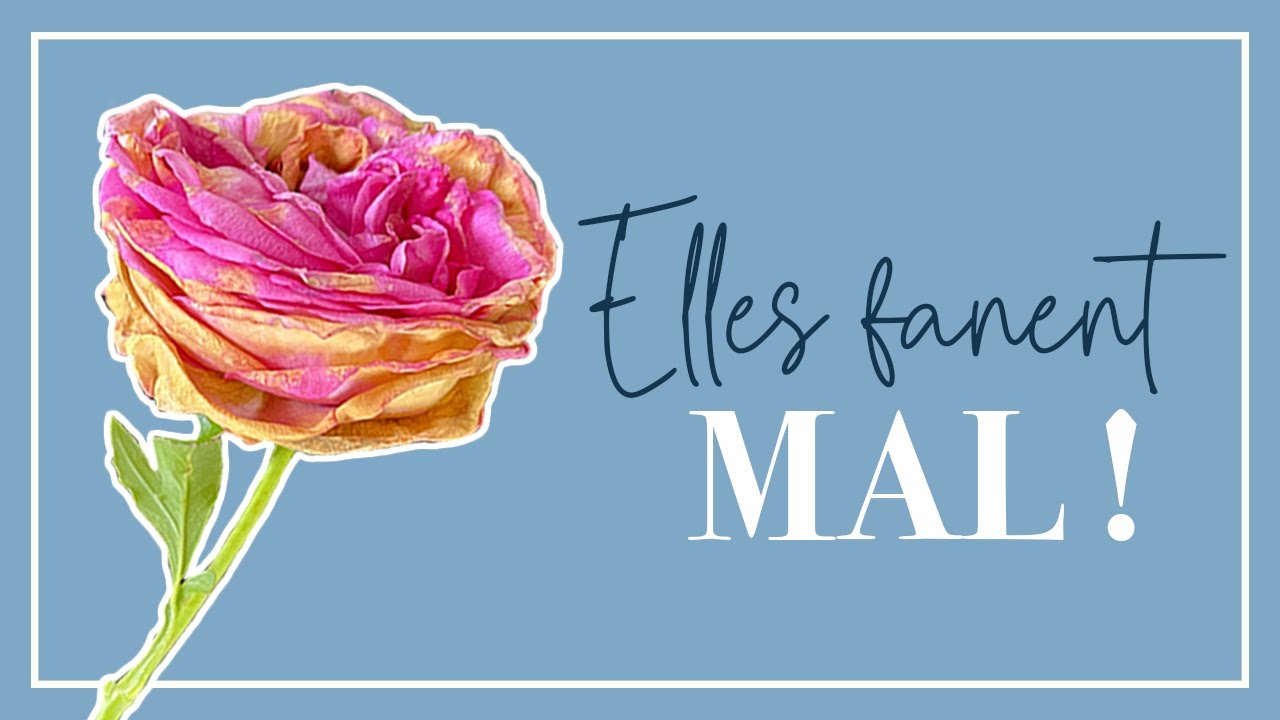 Roses fanées: ces rosiers qui gâchent le jardin! (et ceux qui restent beaux)