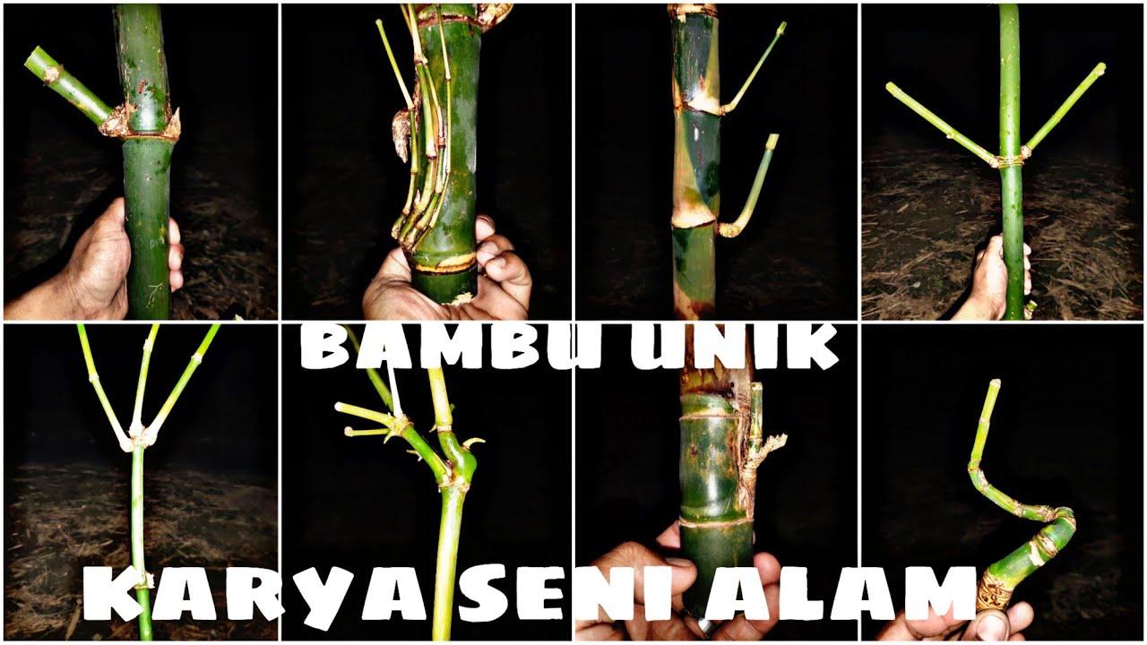 BAMBU UNIK PATIL LELE TUMPANGSARI BUTA PETUK JALU JUNJUNGDERAJAT