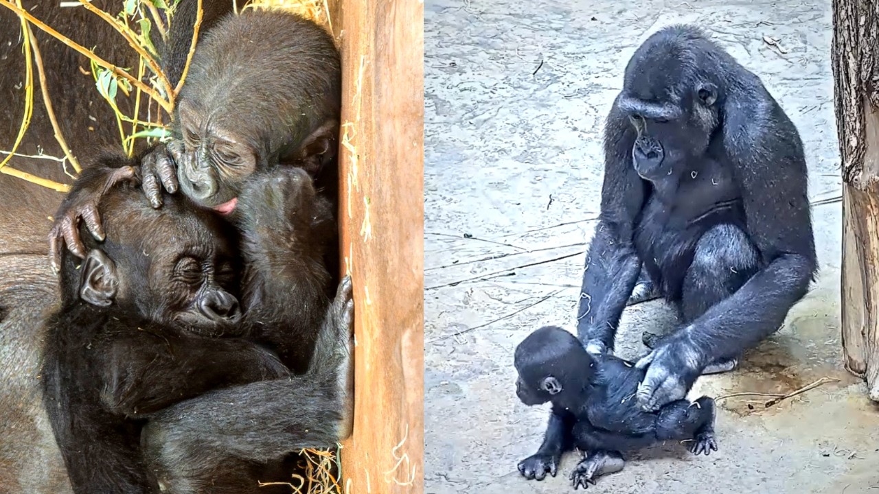 Baby Gorillas in Demand: Kijivu Plays with Mobi & Ajabu Snatches Gaia After Duni!