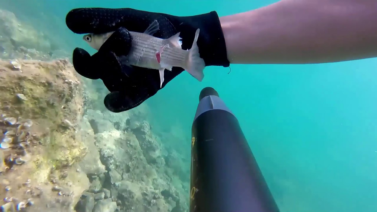 Spearfishing - Kroatien cressi sub sl star