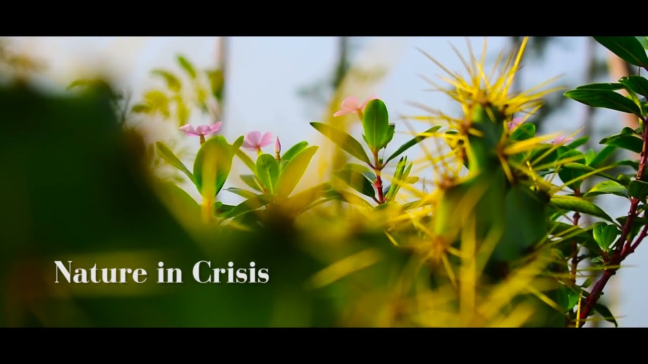 Nature in crisis #girijoy films presents #Indian micro short  film by joydeb giri #