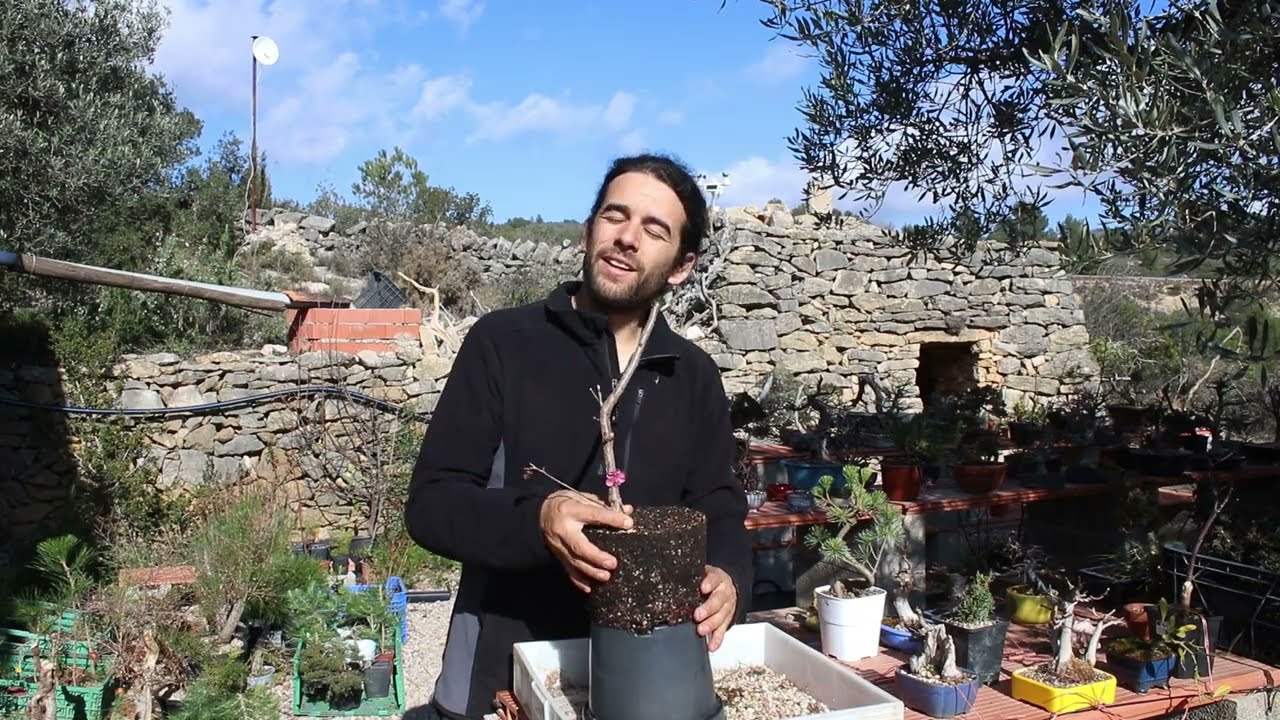 ¿que fue del acodo de raíz en prunus mume?