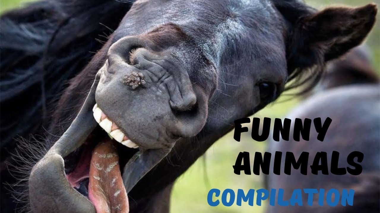 Funny animals 😂. Funny cat's 🤣 Funny dog's. Best compilation!!! #8 2022-2023
