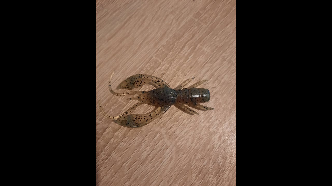 Jak łowić na raczki/zbrojenie raczków/poradnik