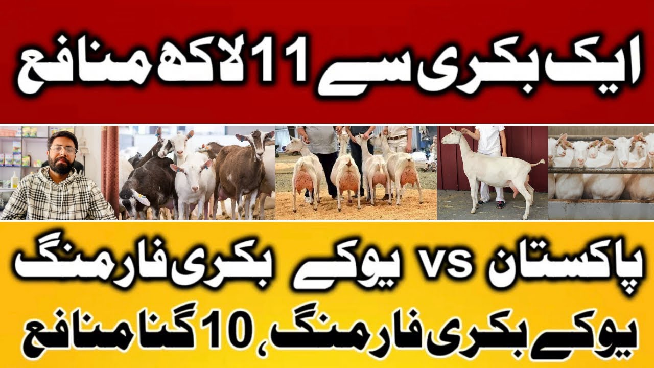 11 Lakh Profit From 1 Goat | Pak Vs UK GOAT Farming | 10x Times Profit 