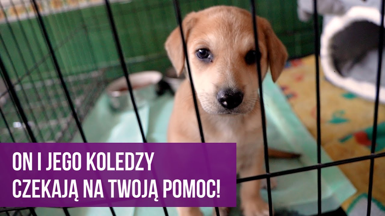 Psy i koty ze Schroniska dla Bezdomnych Zwierząt w Katowicach czekają na nowy dom