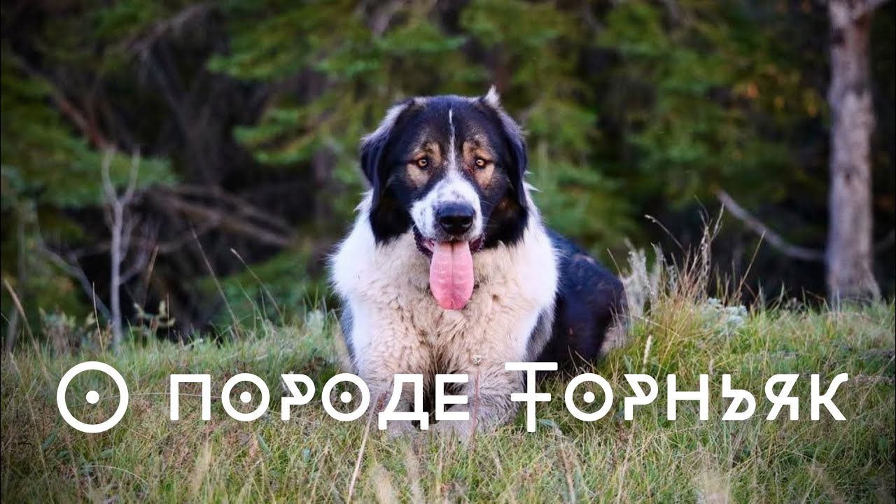 О породе Торньяк боснийско-герцеговинско-хорватская пастушеская собака 