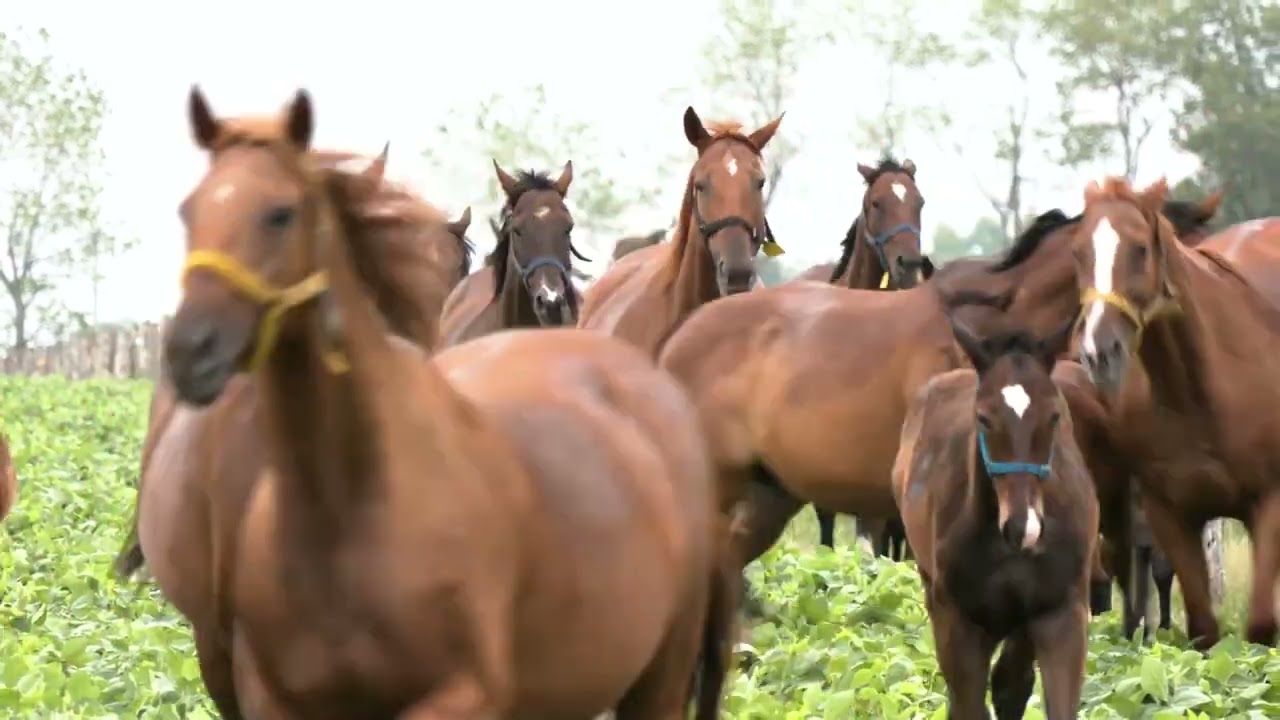 01 HAras vacacion