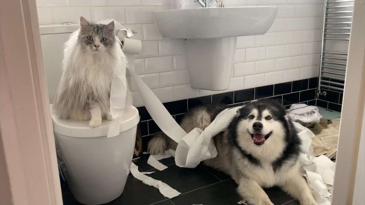 Naughty Niko Teepeed Our House Again! Cheeky Malamute!!