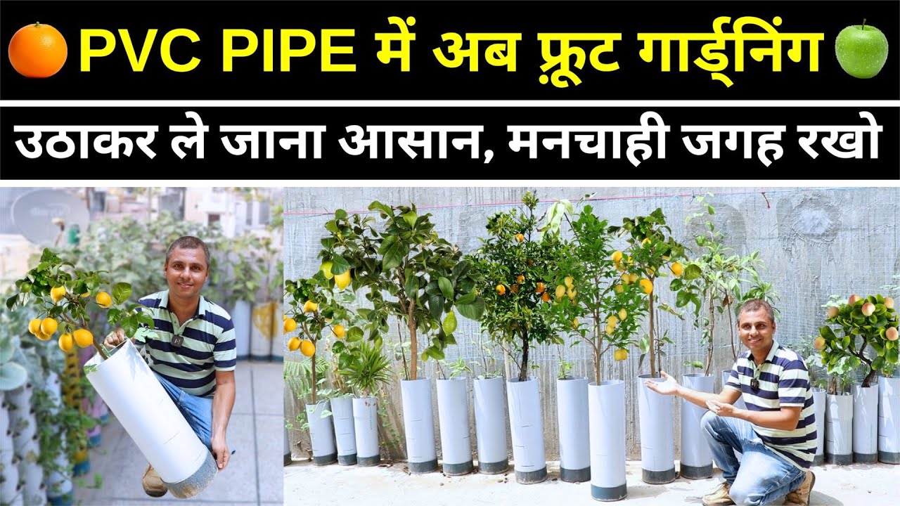PVC Pipe से कम जगह में फ्रूट गार्डनिंग का मजा😍 लगेंगे अंगूर, निंबू, चीकू, अनार 🍇🥭 Unique Farming