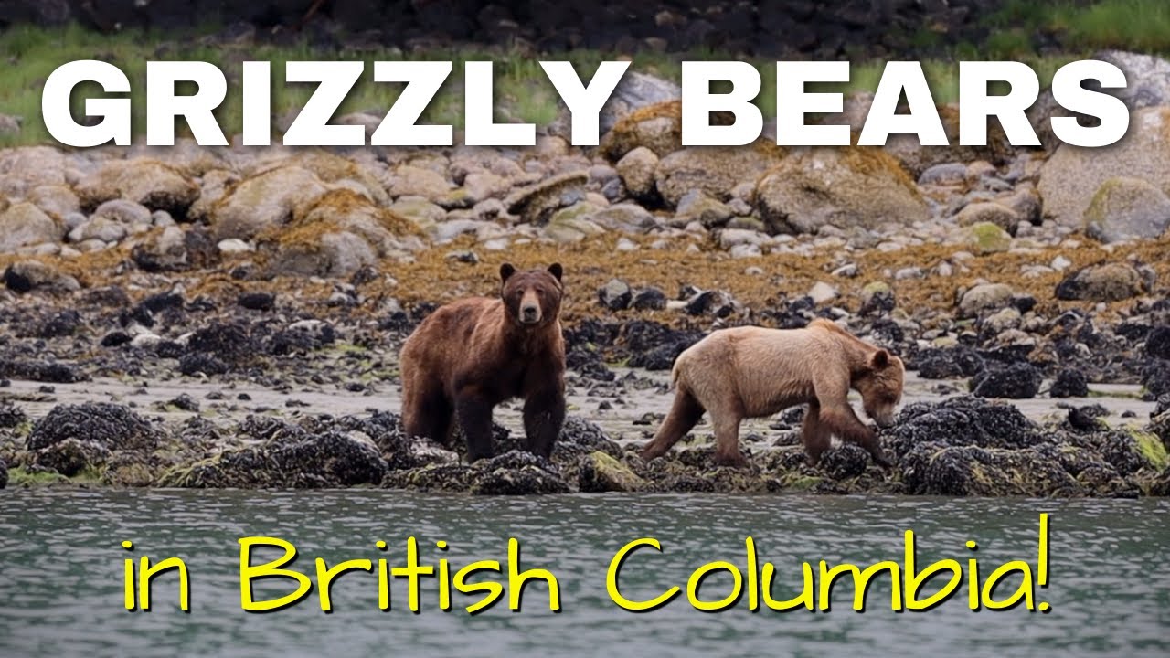 We found GRIZZLY BEARS on the beach while cruising in British Columbia, Canada! [MV FREEDOM]