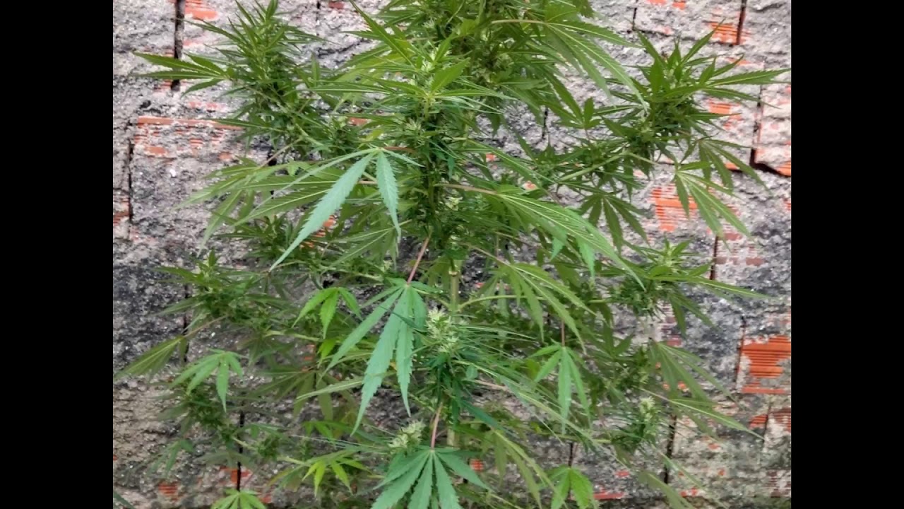 Guia de cultivo de canabis para iniciantes