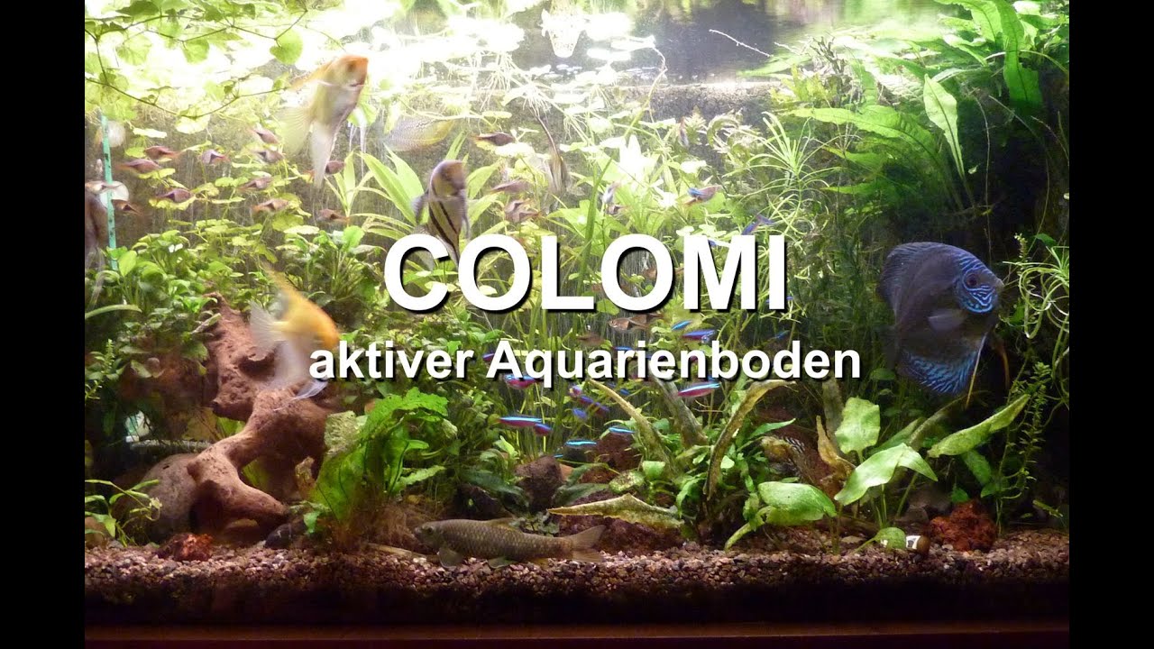 Colomi aktiver Aquarienboden, Aquarien Substrat