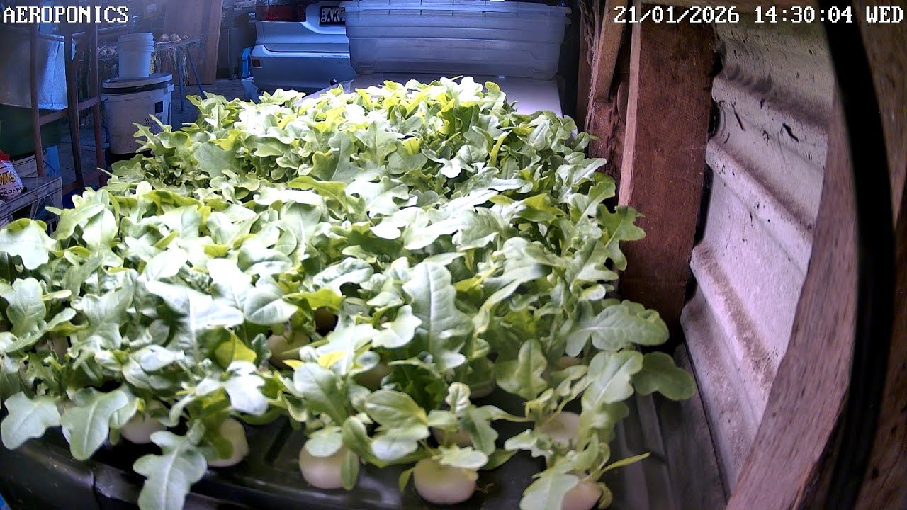 Aeroponics Timelapse Ending 23 01 2026
