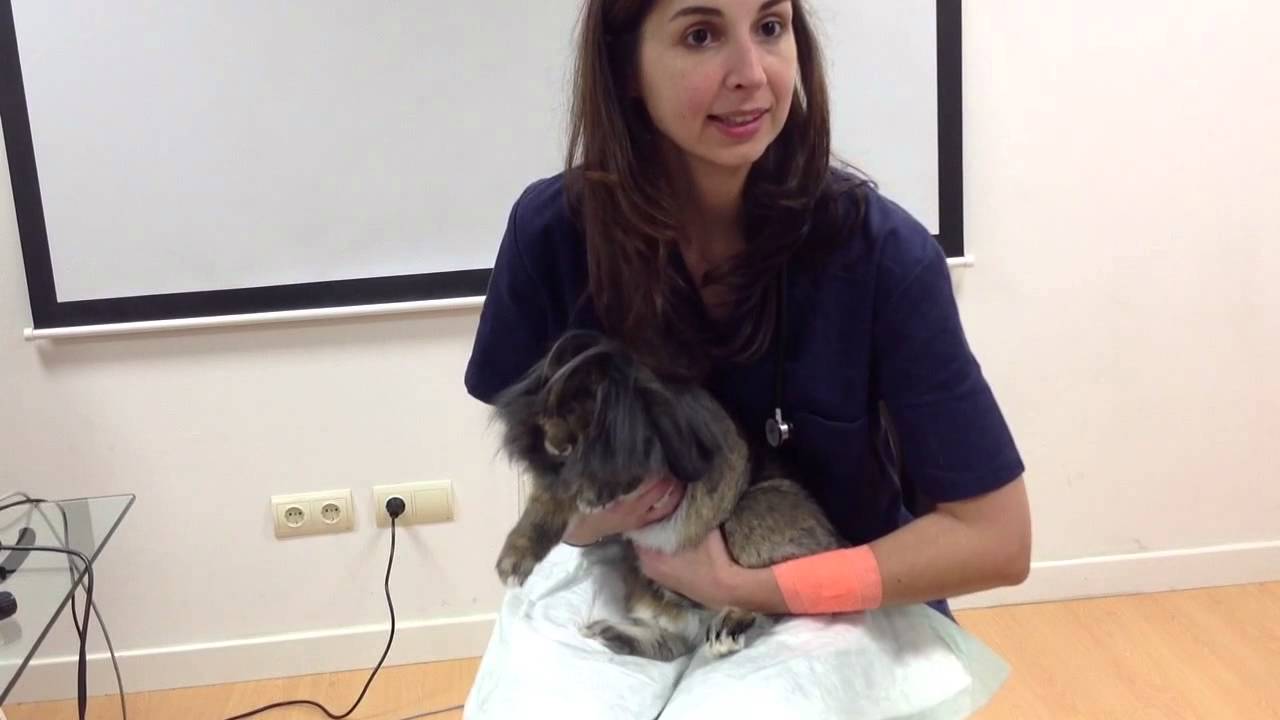 Exploracion Veterinaria Basica en Conejo