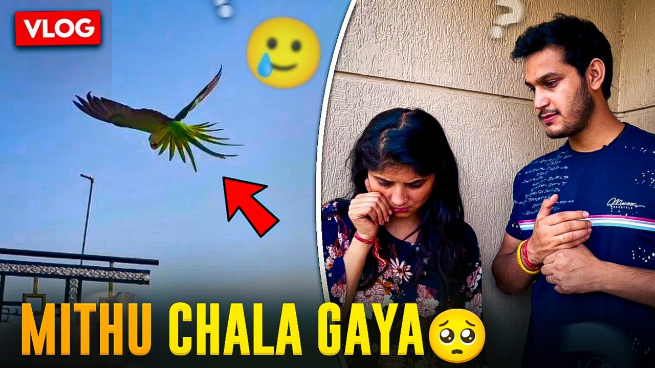 Mithu Chala gya🥹 Phir se🥲