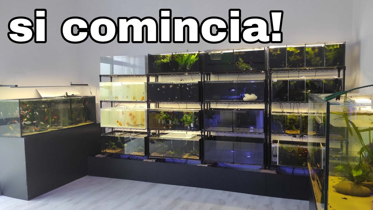 Vi presento il mio NEGOZIO!