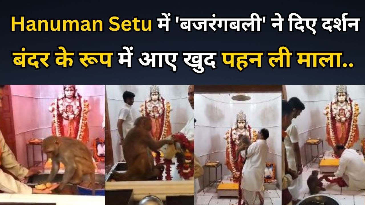 लखनऊ: Hanuman Setu में 'बजरंगबली' ने दिए दर्शन, बंदर के रूप में आए खुद पहन ली माला.. Video Viral