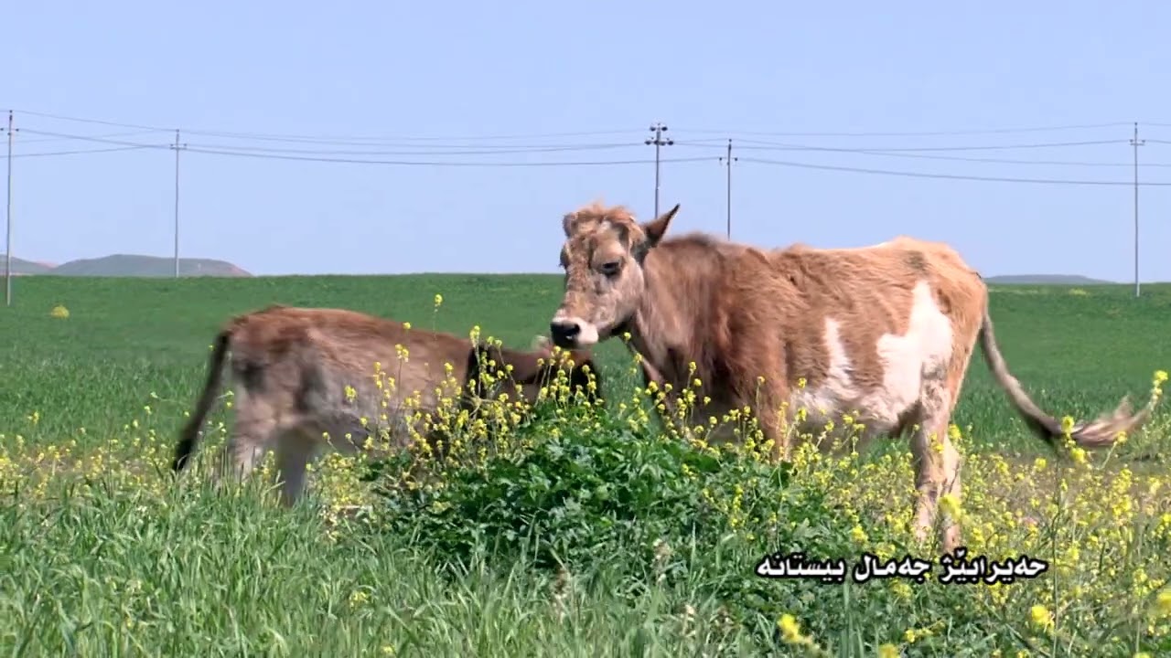 جەمال بیستانە  کەنالی رەسەن 10