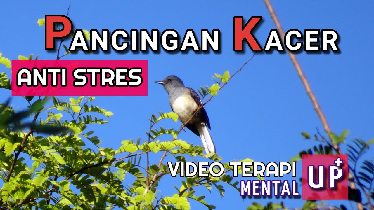 Terapi Kacer Macet Dan Stres