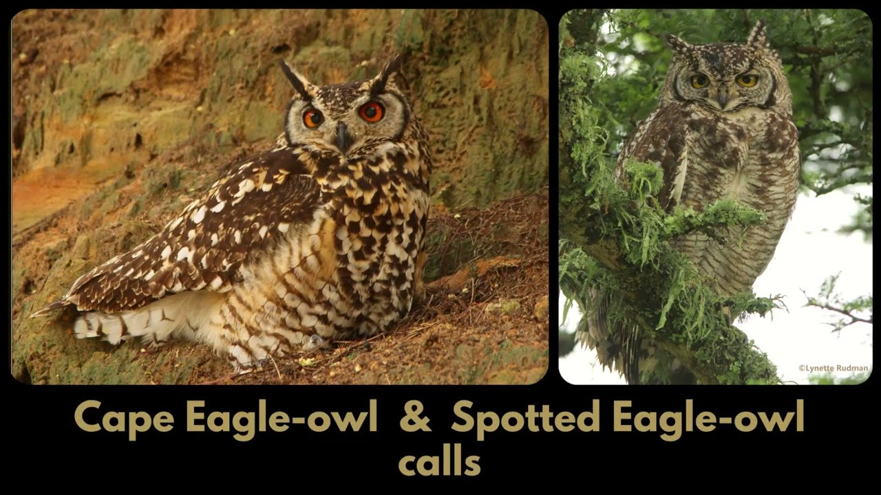 CAPE EAGLE-OWL and SPOTTED EAGLE-OWL calls