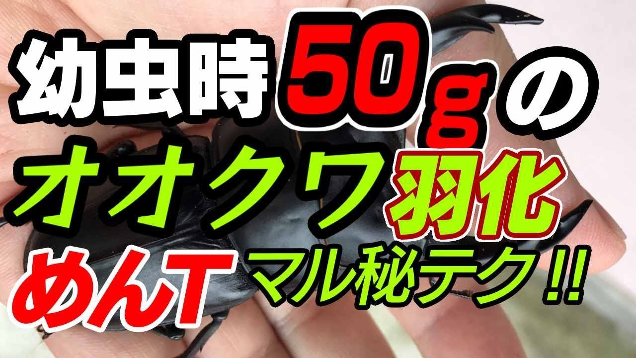 新記録樹立‼3令時50ℊ越えのオオクワ羽化‼【オオクワガタ】