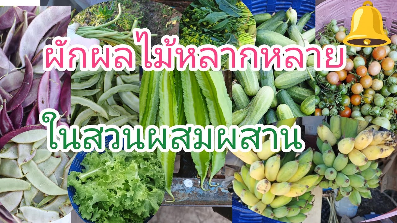 เกษตรผสมผสานแหล่งอาหารแหล่งสร้างรายได้