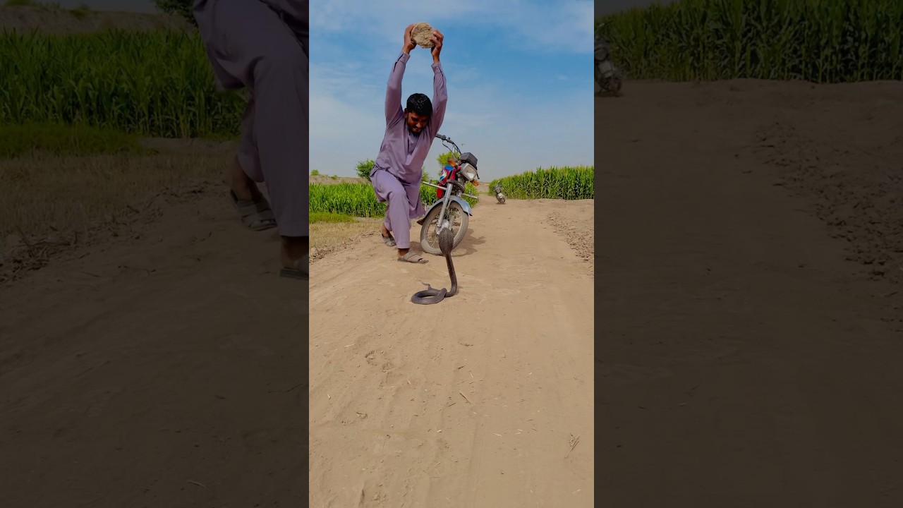Man killed the snake 🐍 #shortsfeed #kingcobra