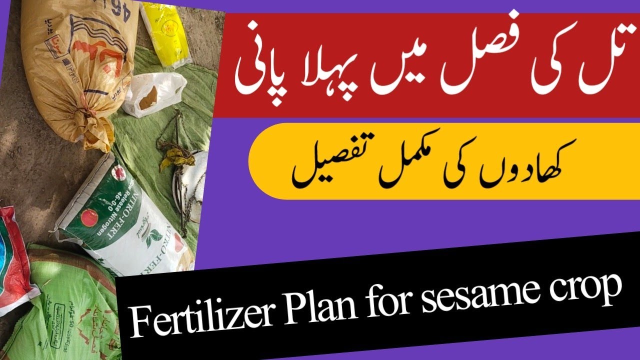 Fertilizer plan for sesame crop on first Irrigation | Till/ tilli Khadin ka Plan | Plant Clinics