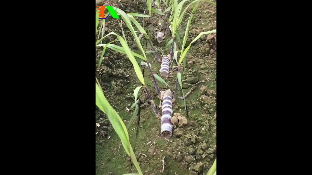 Trồng mía đường theo hướng tăng Chất lượng và Năng suất mật thay vì Số lượng cây kém hiệu quả