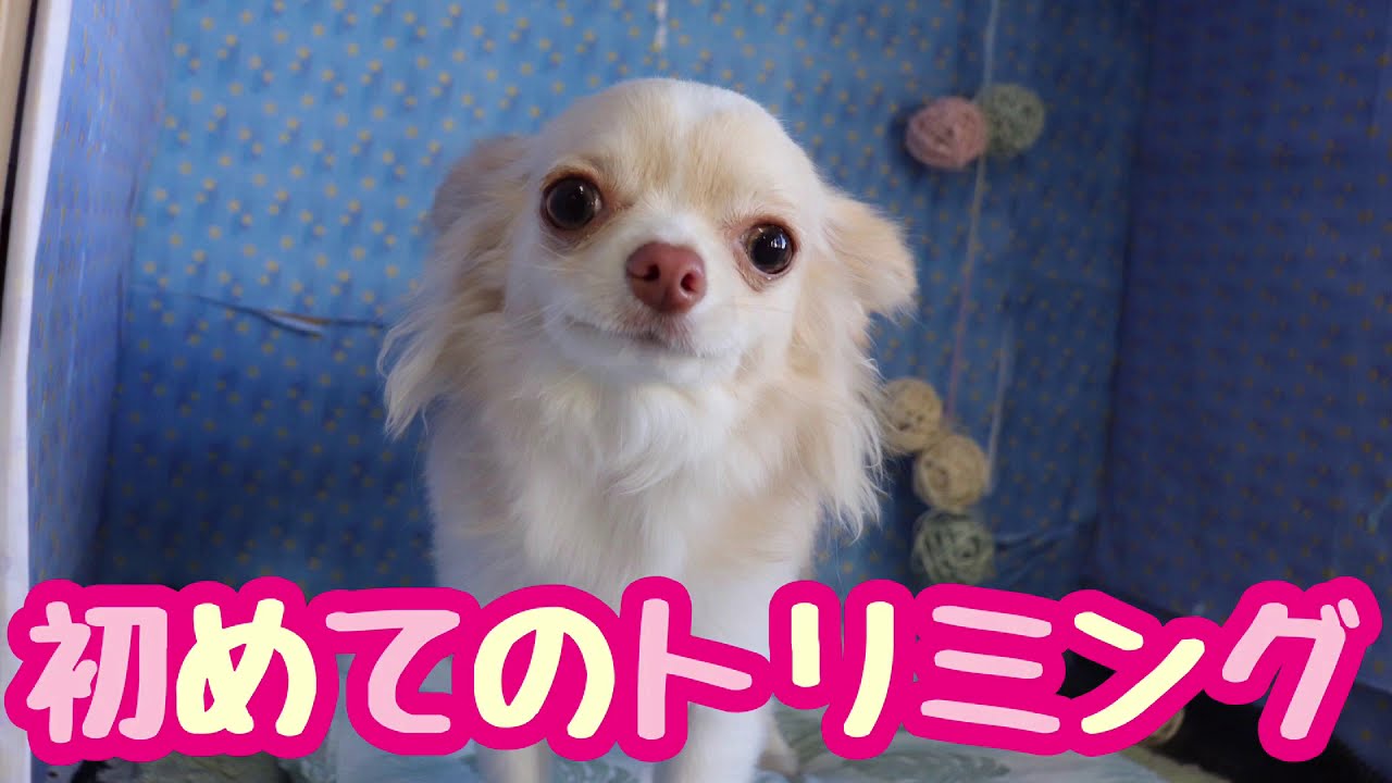 【チワワ】はじめてのトリミングに密着！［兵庫ペット医療センター 尼崎本院］Happy dog glooming
