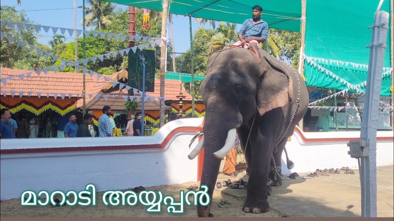 മാറാടി അയ്യപ്പൻ🐘കുണ്ടന്നൂർ ശ്രീകൃഷ്ണ സ്വാമി ക്ഷേത്രത്തിൽ !!elephant in kerala 