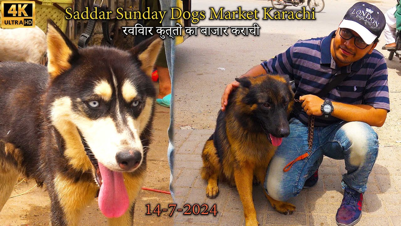 Saddar Exotic Dogs Market 14-7-2024 Karachi | unique and Rare Dogs Breeds | दुर्लभ और अनोखे कुत्ते
