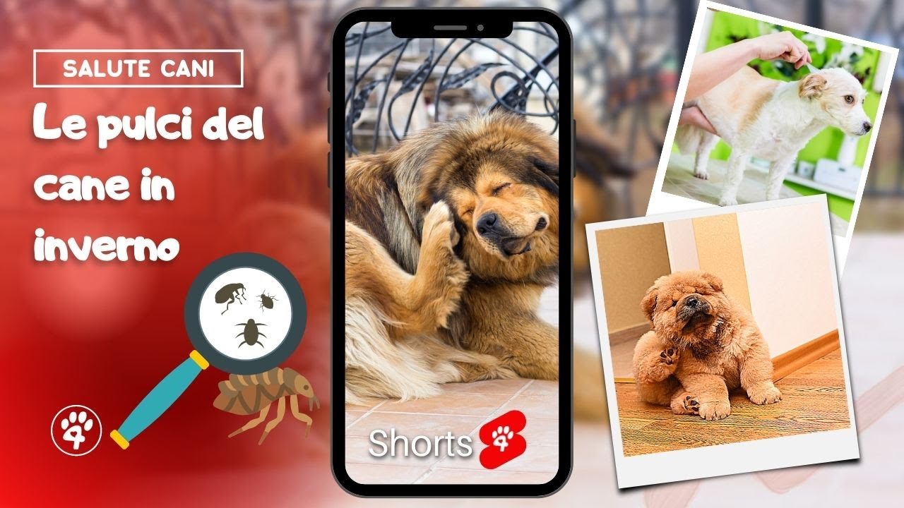 Le pulci del cane in inverno | Amoreaquattrozampe.it #shorts #cani #pulci