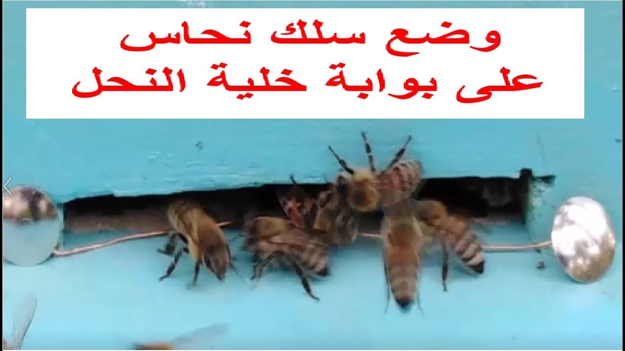 فوائد وضع سلك نحاس على بوابة خلية النحل