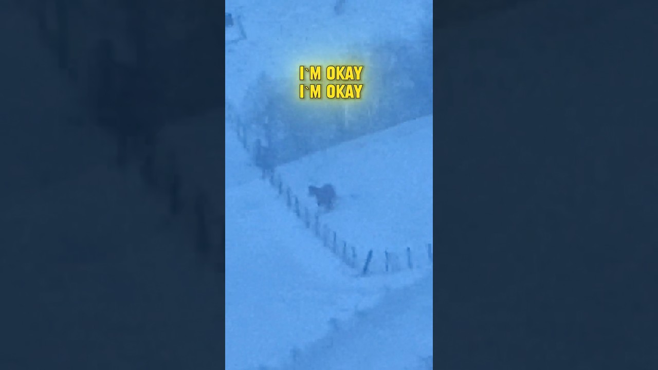 Embarrassing! #horse #fail #fall #equine #snow #winter #farm #farmlife #equestrian #horseriding