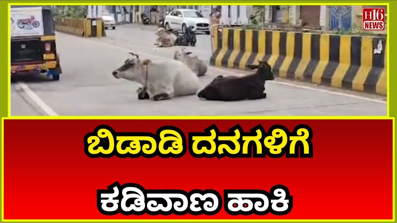 Chitradurga News : ಬಿಡಾಡಿ ದನಗಳಿಗೆ ಕಡಿವಾಣ ಹಾಕಿ | Urgent Call to Curb Stray Cattle Menace | H16 News