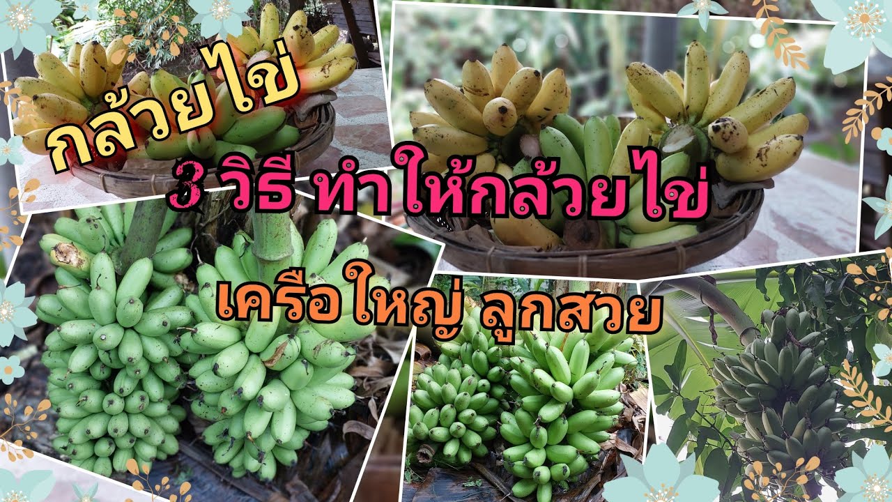 กล้วยไข่-วิธีทำให้กล้วยไข่ ลูกสวย เครือใหญ่ @YoTree_Coconut