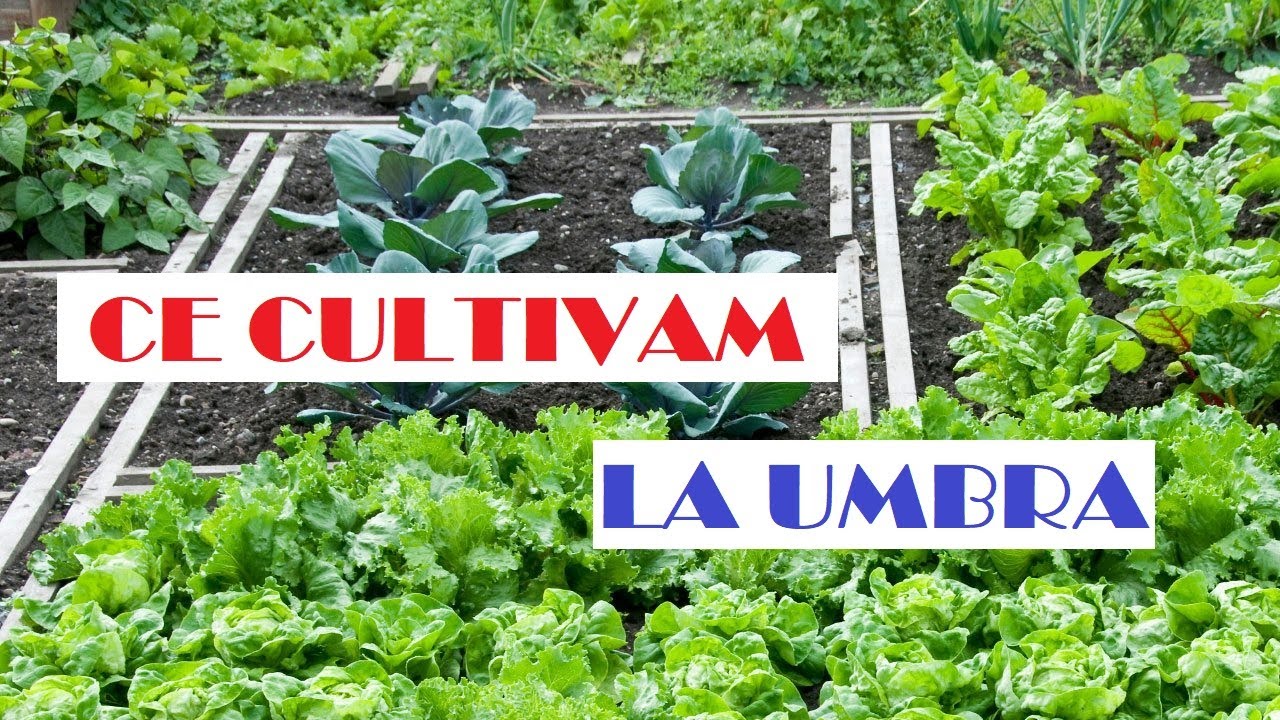 Ce putem cultiva la umbră- flori, legume,  verdețuri 🌺🥒🍅🍆🫑🌱