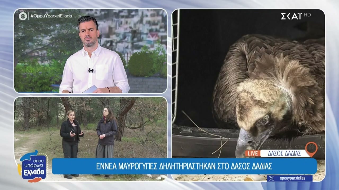 Έβρος: Μαζική θανάτωση μαυρόγυπων στο δάσος της Δαδιάς | Όπου Υπάρχει Ελλάδα | 19/03/2026