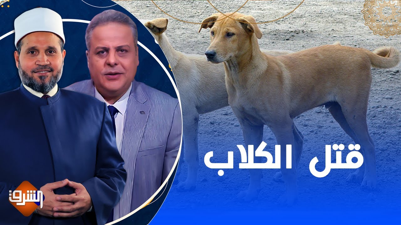 هل يجوز قتل الكلاب الضالة والتى تسبب كثير الضرر بالإنسان ؟! ..شاهد الرد بالتفصيل مع د.سلامة عبدالقوي
