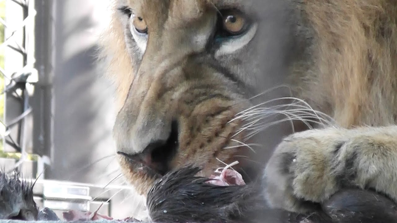 アース鹿肉に大興奮！🦁飼育員さんによるエサやり＆解説💡【のんほいパーク】