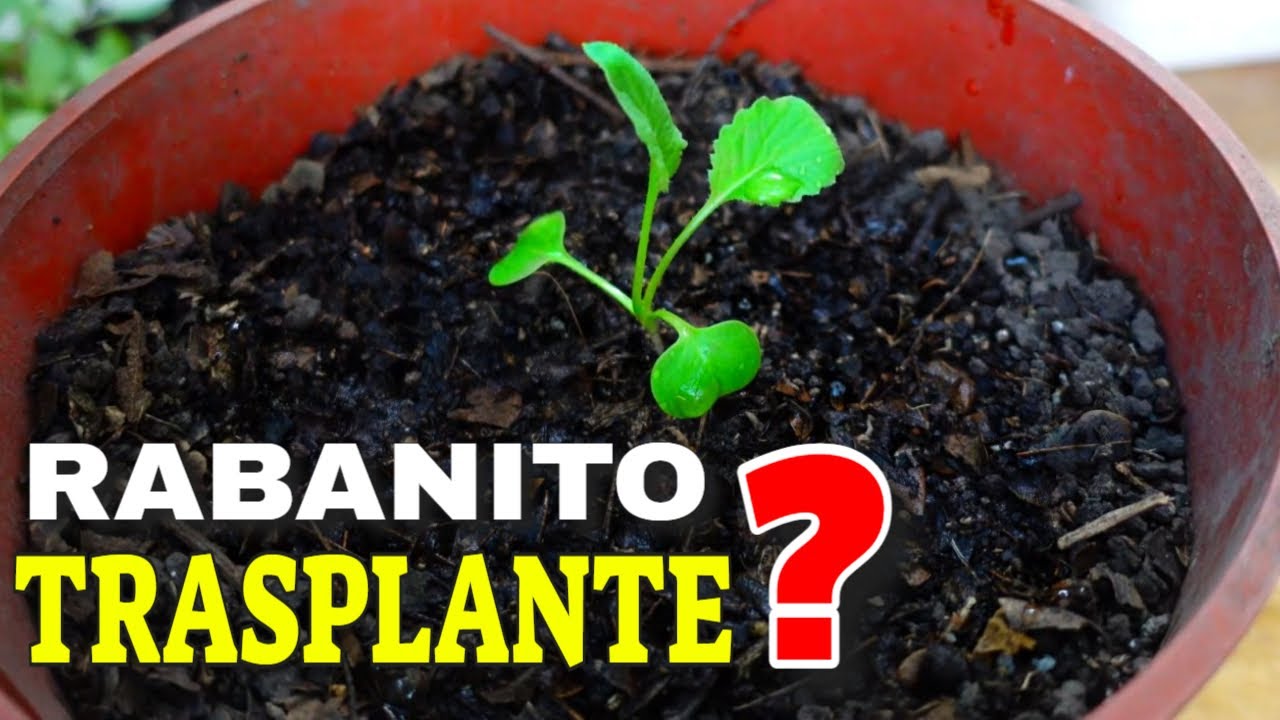 👉PORQUE LOS RABANITOS NO ENGORDAN,  Te doy la BIOSolución!!!  🍁